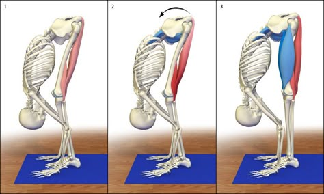 Healing the Hamstrings Yoga Positionen, Yoga Anatomy, Thigh Muscles, Yoga Times, Iyengar Yoga, Yoga Therapy, Yoga Love, Yoga Stretching, Yoga Sequences