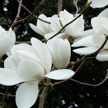 White Magnolia Aesthetic, White Magnolia Flower, Flower Lockscreen, Magnolia Bud, Magnolia Denudata, Magnolia Flower Symbolism, Magnolia Liliiflora, Yulan Magnolia Flower, Magnolia Soulangeana