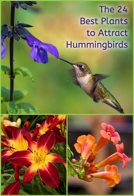 Plants Hummingbirds Like, Hummingbirds Favorite Flowers, Hummingbird Favorite Flowers, Best Plants For Hummingbirds, Humming Bird Garden Layout, Honeysuckle Garden Ideas, Flowers That Hummingbirds Like, Hummingbird Garden Design, Korean High School Uniform