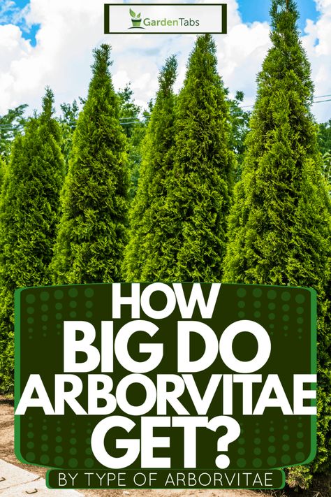 Arborvitae Fence, Shrubs For Shaded Areas, Shrub Trees, Flower Shrubs, Emerald Arborvitae, Arborvitae Landscaping, Evergreen Trees For Privacy, Shrubs For Shade, Corner Landscaping