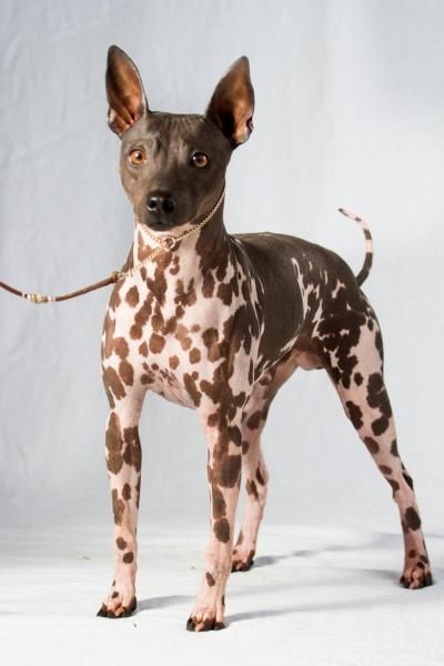 American Hairless Terrier and Sloughi are newly recognized - NY ... Hairless Animals, American Hairless Terrier, Hairless Terrier, Mexican Hairless Dog, Rare Dogs, Rare Dog Breeds, Akc Breeds, Hairless Dog, Rare Animals