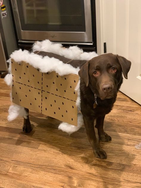 Halloween costumes for dogs Dog Coffee Costume, Dog Smores Costume, Chocolate Lab Halloween Costume Ideas, Labrador Retriever Halloween Costume, Chocolate Lab Costume, Smores Halloween Costume, S'more Halloween Costume, Large Dog Halloween Costumes Diy, Chocolate Lab Halloween Costumes