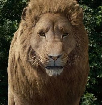 Aslan, also known as The Great Lion, is the creator and one true king of the world of Narnia... Narnia Lion, Narnia 2, Narnia 3, Character Bio, Hawaii Wall Art, The Chronicles Of Narnia, Prince Caspian, King Of The World, Lion Wallpaper