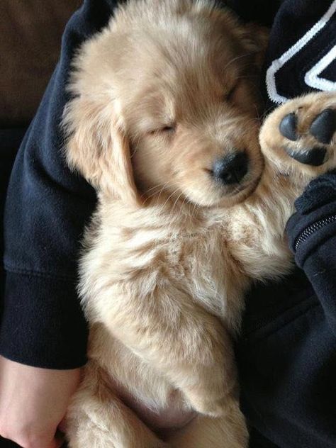 Golden Retriever Funny, Super Cute Puppies, Really Cute Dogs, Cute Little Puppies, Cute Animals Images, Golden Retriever Puppy, Retriever Puppy, Cute Dogs And Puppies