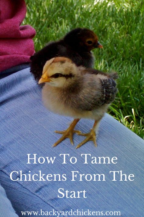 Many chicken keepers these days have friendly, tame flocks of birds they consider to be their pets.  Who knew chickens could be such docile creatures? But, have they always been that way? Were they friendly from the day they hatched?   Nope! It all depends on how the owner raises them.   Taming chickens isn't very hard, but it does require persistence and patience. So how do you get your flock to be affectionate, lap loving sweeties? The answers lie inside! Chicken Tips, Cute Chicken Coops, Chicken Coop Garden, Chicken Care, Raising Chicks, Backyard Chicken Coop Plans, Chicken Coop Run, Backyard Chicken Farming, Raising Backyard Chickens