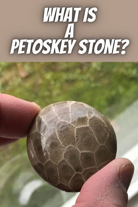 Petosky Stone Hunting, Petosky Stone, Michigan Rocks, Rock Identification, Rock Tumbling, Rocks And Fossils, Rock Hunting, Petoskey Stone, Unique Name