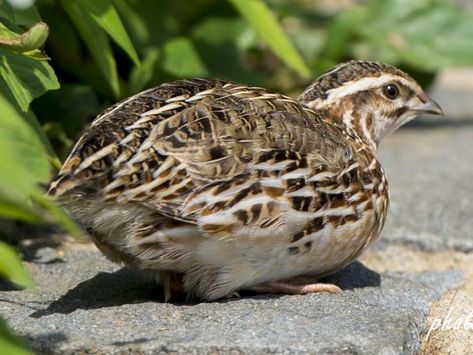 Japanese Quail, Button Quail, Raising Quail, Pale Face, Bird Migration, Shorebirds, All Birds, Raising Chickens, Bird Species