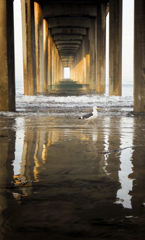 Scripps Pier, La Jolla, San Diego, California, sunrise, fog, repetition, reflection, sun, sand, beach, seagull, early morning, west coast, travel, visit, california beaches, Ellen Browning Scripps Memorial Pier, university of San Diego, Oceanography San Diego Pier, Blacks Beach San Diego, Ocean Beach Pier San Diego, Seaport Village San Diego, San Diego Ocean Beach, University Of San Diego, San Diego Beach, Oceanography, Us Virgin Islands