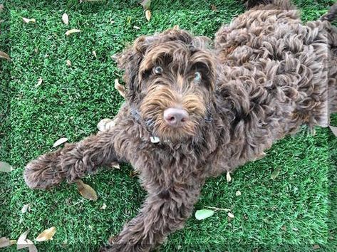 The 14 Different Colors of the Australian Labradoodle  This is a Lavender colored Labradoddle, this doodle has a rose colored nose. Grey Labradoodle, Labradoodle Medium, Red Labradoodle, Brown Labradoodle, Labradoodle Colors, Chocolate Labordoodle, Labradoodle Chocolate, Chocolate Australian Labradoodle, Labradoodle Haircut