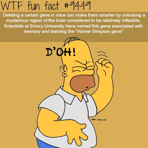 Random Knowledge, What The Fact, Fun Questions, Strange History, Wow Facts, Med Student, Homer Simpson, Science Facts, Psychology Facts