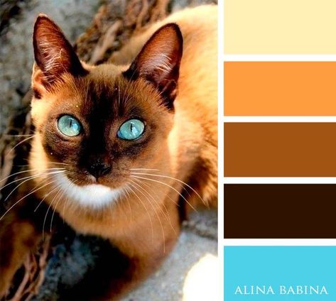 Gorgeous Siamese cat-inspired colors #cats #colors #homedecor Siamese Kitty, Visual Merchandiser, Color Catalog, Colour Pallets, Color Schemes Colour Palettes, Nature Color Palette, Palette Design, Design Seeds, Color Balance