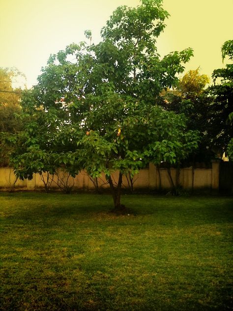 Hass Avocado Tree in Yellow Light | Ron ... Avocado Tree Care, Hass Avocado Tree, Avocado Tree, Classy Girl, Tree Hugger, Kitchen Garden, Light Yellow, Garden And Yard, Garden Landscaping