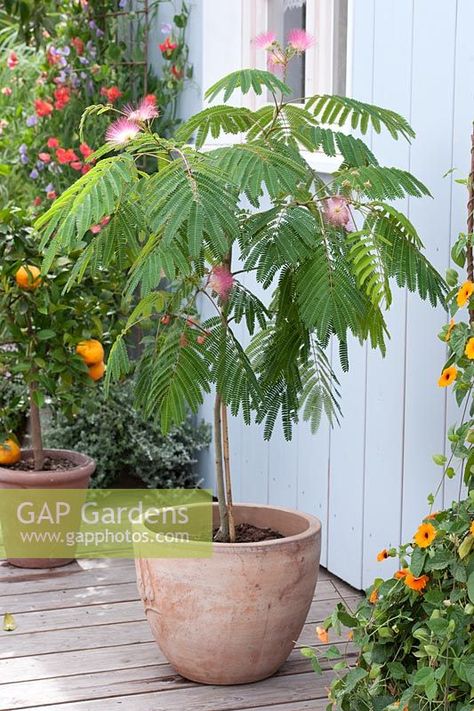 Albizia julibrissin 'Ombrella' Albizia Tree, Persian Silk Tree, Mimosa Tree, Albizia Julibrissin, Eco Garden, Porch Planters, Silk Tree, Potted Trees, Patio And Garden