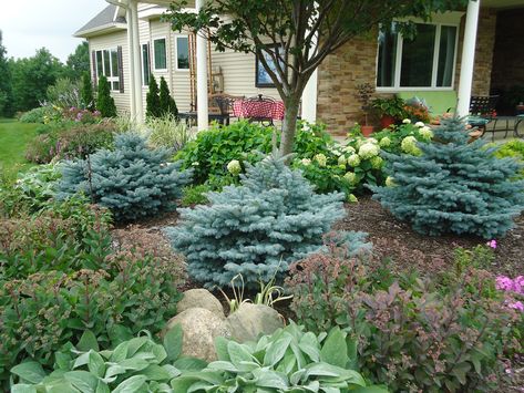 Zone 4 Garden, Evergreen Landscape Front Yard, Minnesota Garden, Evergreen Landscape, Minnesota Landscaping, Conifers Garden, Evergreen Garden, Fine Gardening, Front House Landscaping