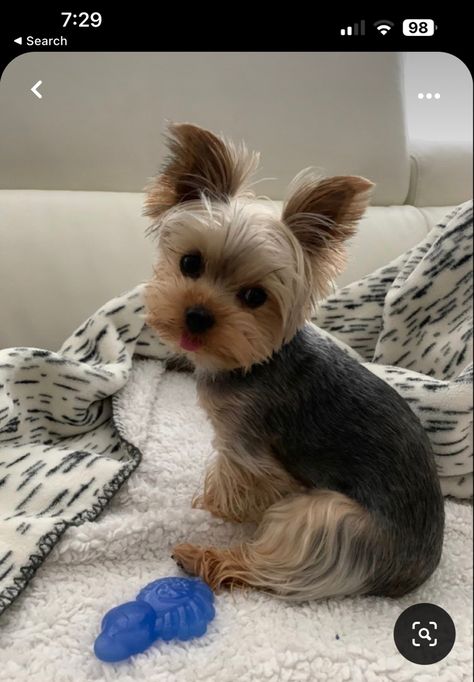 Yorker Haircut, Cute Yorkies, Yorkie Terrier Haircuts, Yorkie Teddy Bear Cut, Funny Dog Pics, Yorkie Puppy Haircuts, Dog Drawing Reference, Yorkie Puppy Care, Big Dogs Breeds