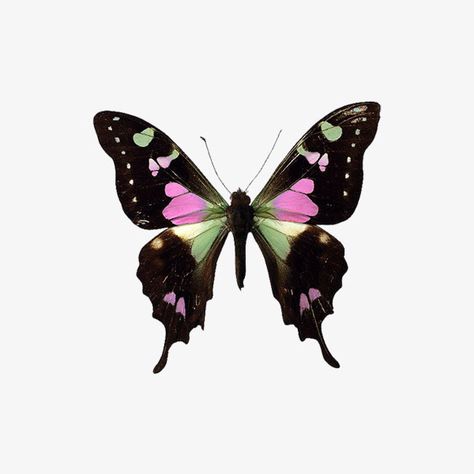 Butterfly | Pink | Black | Green Pink And Green Butterfly Tattoo, Pink And Green Butterfly, Flying Tattoo, Winged Creatures, Butterfly Printable, Butterflies Flying, Emoji Stickers, Green Butterfly, Bugs And Insects