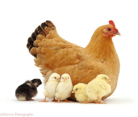 Click to close image, click and drag to move. Use arrow keys for next and previous. Blue Laced Wyandotte, Hen With Chicks, Baby Chicks Raising, White Hen, Chicken Pictures, Urban Chickens, Beautiful Chickens, Chicken Chick, Hen Chicken