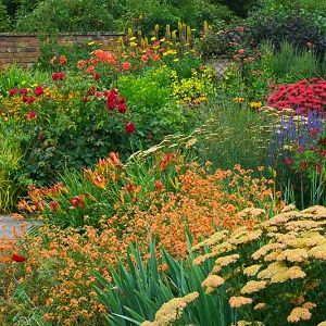 Underplanting Roses, Apricot Delight, Hakone Grass, Rose Companion Plants, Fall Borders, Planting Combinations, Drought Resistant Plants, Pond Ideas, Herbaceous Border