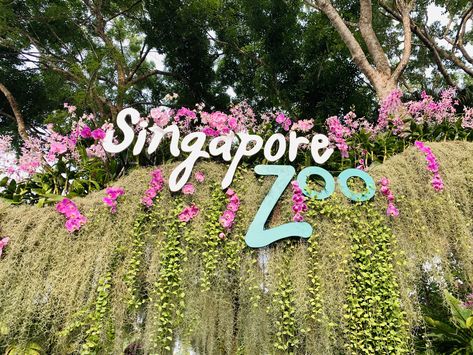 Zoo Design, Singapore Zoo, Singapore Sling, Catchment Area, Travel Experience, Trip Advisor, Singapore, Bucket List, The Top