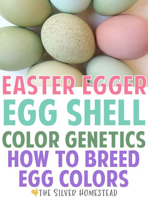 blue, green, aqua, sea foam, vibrant pastel, pink, heavy bloom purple, gray and speckled easter eggers chicken eggs shown with text that reads Easter Egger egg shell color genetics how to breed for unique egg color Egg Colors, Easter Eggers, Feed Store, Chicken Keeping, Speckled Eggs, Shell Color, Egg Shell, Green Aqua, Egg