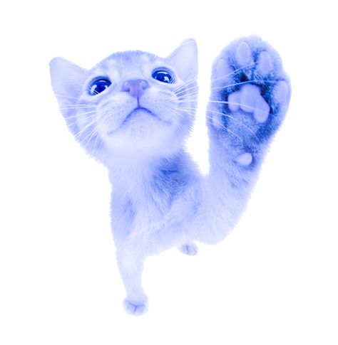 #blue #cat #catsofinstagram #aesthetic #icon #widget Blue Cat Icon, Blue Cat Aesthetic, Blue Cat Widget, Blue Cat, Blue Kitty Wallpaper, Light Blue Aesthetic Stickers, Blue Cats Aesthetic, Blue Kitty Aesthetic, Dark Blue Cat Aesthetic