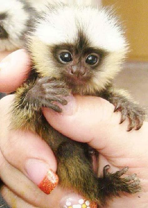 Finger Monkey, Pygmy Marmoset, Marmoset Monkey, Tiny Monkey, Capuchin Monkey, Pet Monkey, Monkeys Funny, Cute Monkey, Baby Animals Funny