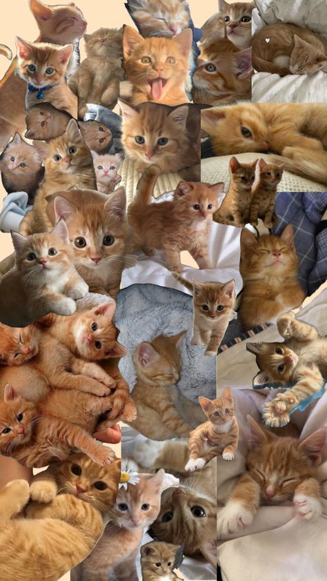 #orangekitties #cats #ginger #cute Cute Shuffles, Wallpaper Gatos, Vintage Wallpaper Patterns, Cat Collage, Cute Ginger, Iphone Wallpaper Cat, Orange Kittens, Pretty Wallpapers Tumblr, Cat Background