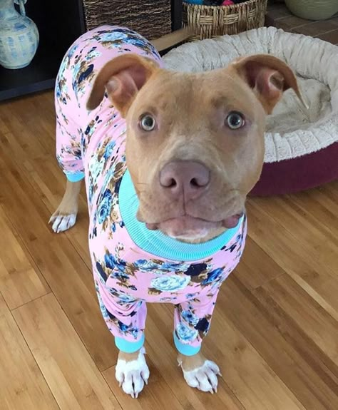 Floral Pit Bull Pajamas By | Tooth & Honey Dog Clothes For Large Dogs, Pitbulls In Clothes, Cute Pitbulls In Clothes, Dogs In Pajamas, Dog Clothes Pitbull, Pitbull Clothes, Big Dog Clothes, Cute Pitbulls, Dog Christmas Pictures