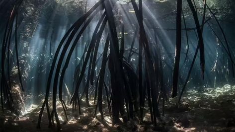 How Mangrove Forests Are Great for the Planet | HowStuffWorks Mangrove Aesthetic, Florida Trees, Freshwater Plants, Plant Activities, Mangrove Forest, Storm Surge, Minecraft Inspo, Sea Level Rise, Complex Systems