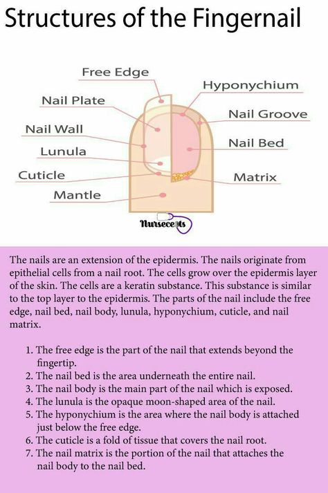 Nail Tech Study Notes, Cosmetology School Activities, Nails Theory, Cosmetology Notes, Cosmetology State Board, Nail Structure, The Integumentary System, Nail Anatomy, Nail Tech Tips