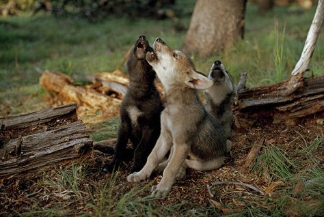 Pups Howl: The adult wolves of the Sawtooth Pack knew when to end their howl, but young, enthusiastic pups often did not. Caught up in the excitement, they often let out a final “oop” before realizing the song was finished. (Living with Wolves) Wolf Pups, Baby Wolves, Wolf Pup, Wolf Spirit, Grey Wolf, Appaloosa, Quarter Horse, Training Your Dog, In The Woods