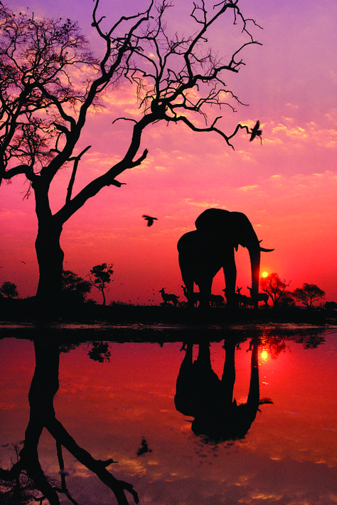 Frans Lanting, Chobe National Park, Reflection Pictures, Charcoal Drawings, Elephant Love, African Elephant, An Elephant, Sunset Beach, Botswana