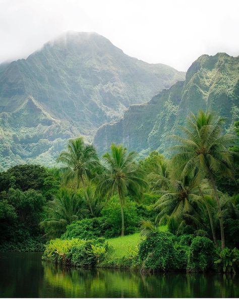 Life In Paradise, Oahu Travel, Tropical Greenery, Hawaii Tropical, Hawaii Homes, Landscape Elements, Hawaii Life, Island Travel, Oahu Hawaii