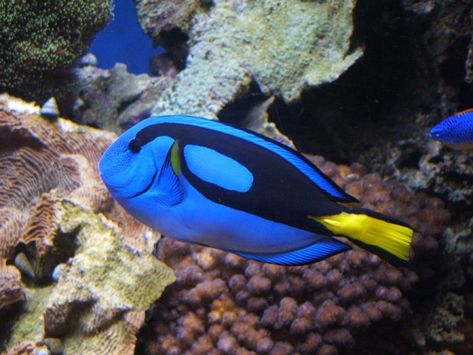 Fish have been a source of recreation for humans. Bright coloured fish provide soothing opportunity and we all have colour preferences. Blue fish combined with others have been a source of attraction. Blue Tang Fish, Animal Quiz, New Disney Movies, Aquatic Creatures, Animal Activist, Fish Wallpaper, Finding Dory, Pretty Animals, Blue Fish