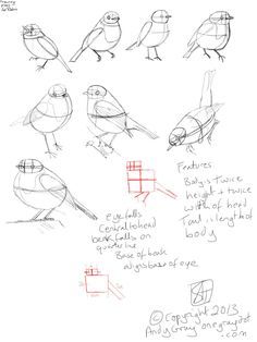 how to draw a robin                                                                                                                                                                                 More Learn To Sketch, Bird Sketch, A Robin, Nature Sketch, Learn Drawing, Robin Bird, Art Instructions, Bird Drawings, Drawing Lessons