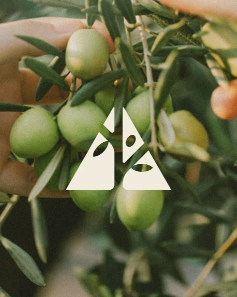 logo design, logo design inspiration, olive tree, olive, pruning, graphic designer, brand designer Olive Tree Design, Olive Oil Logo Design, Plant Branding Design, Organic Logo Design Inspiration, Oil Brand Logo, Olive Branding, Tree Logo Design Inspiration, Olive Logo Design, Plant Shop Logo