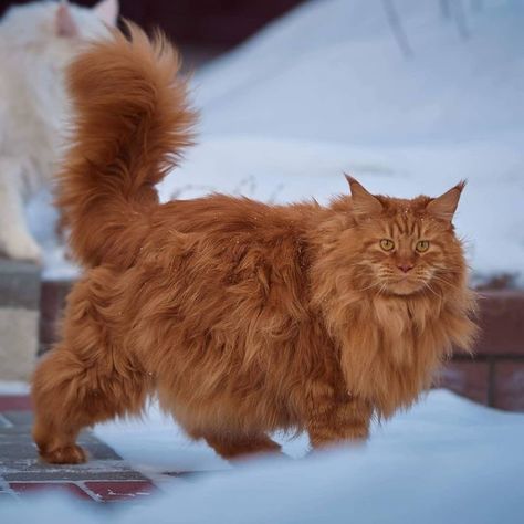 Red Siberian Cat, Orange Norwegian Forest Cat, Cat Orange, Cream Cat, Himalayan Cat, Dream's Cat, Cat With Blue Eyes, Cat Reference, Long Haired Cats