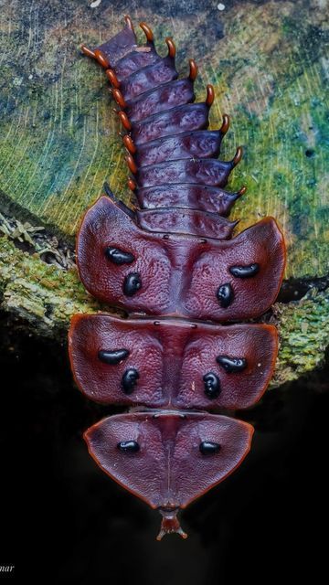 Trilobite Beetle, Colorful Reptiles, Desert Insects, Macro Insects, Amazing Insects, Small Creatures, Cool Bugs, Success Habits, Arthropods