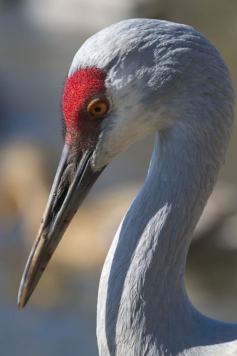 Sandhill Crane  Canada,Geotagged,Grus canadensis,Sandhill Crane,Winter Crane Reference Photo, Florida Sandhill Crane, Crane Photography, Crane Aesthetic, Sandhill Crane, Waterfowl Taxidermy, Regnul Animal, Crane Bird, Nature Birds