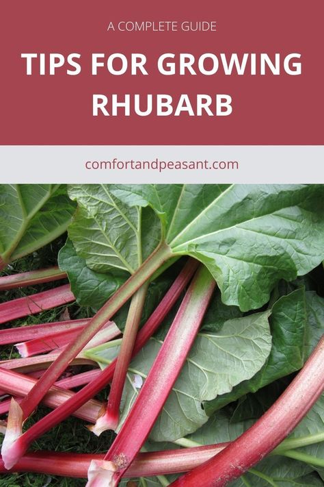 The best tips & guide for growing rhubarb successfully in ground & containers. #zones #watering #fertilizing #soil #whentoplant #whentoharvest #howtoharvest How To Grow Rhubarb, Grow Rhubarb, Growing Rhubarb, Rhubarb Plants, Easy Vegetables To Grow, Perennial Vegetables, Meteor Garden 2018, Starting A Garden, Garden Route