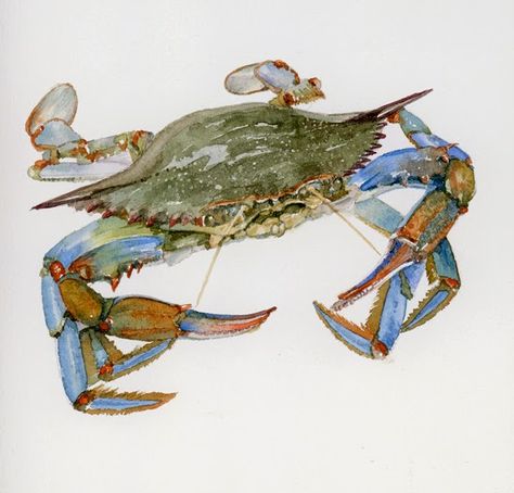 Scott Sullivan Studio: Chesapeake Bay Blue Claw Crab Blue Claw Crab, Blue Crabs Art, Crab Illustration, Crab Painting, Maryland Blue Crab, Blue Crabs, Sea Creatures Art, Shell Fish, Crab Art