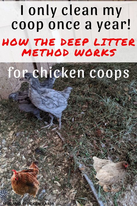 How deep litter method works in chicken coops Deep Litter Method, Chicken Poop, Clean Chicken, Portable Chicken Coop, Backyard Chicken Coop Plans, Chicken Feeders, Wood Shavings, Backyard Chicken Farming, Chicken Health