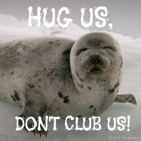 Seal Banner, Harp Seal, Cute Seals, Animal Liberation, Stop Animal Cruelty, Puppy Mills, Nature Conservation, Please Stop, Animal Welfare