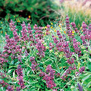 Hummingbird Sage, California Native Plants, Uc Davis, California Garden, Fruity Fragrance, How To Attract Hummingbirds, Plant List, Public Garden, Backyard Makeover