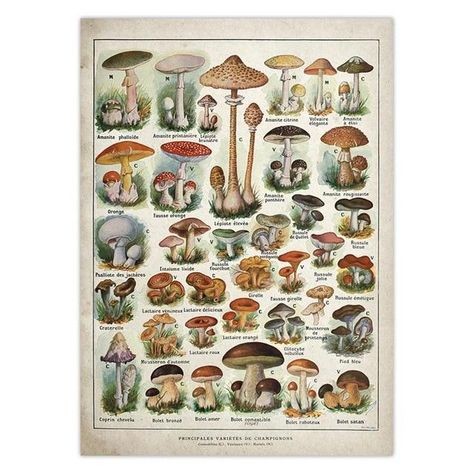 Witch Botanical Posters Lesbian Home Decor, Items For Room, Frog And Mushroom, Diagram Illustration, Botany Art, Nordic Style Home, Just Vibe, Paint Decor, Witch Cottage