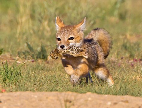 Swift Fox, Home Decorating Ideas, Domestic Cat, Wild Animals, Home Decorating, Wildlife Photography, Cats Of Instagram, Animals Wild, North America