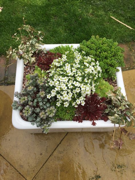 Succulent planted Belfast sink Garden Belfast Sink Ideas, Belfast Sink Garden Planter, Belfast Sink Planter, Belfast Sink Garden, Belfast Bathroom Sink, Belfast Sink Draining Board, Belfast Sink Garden Pond, Belfast Sink Pond, Suculent Plants