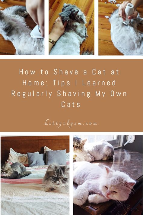 I’ve had two cats shaved by a professional groomer, and I leant her a hand, holding the kitties down while it was happening. These poor kitties were cats who frequented my neighbourhood, and I was in the process of adopting them because they looked so shabby that I didn’t have the heart to leave the… How To Properly Shave Your Cat, How To Properly Shave, Cat Hygiene, Shaved Cat, My Neighbourhood, Good Hygiene, Shaving Tips, How To Cut Nails, Two Cats