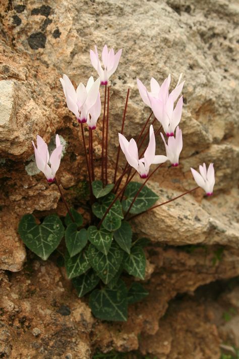 Cyclamen Persicum, Cyclamen Flower, House Of Leaves, Northern Cyprus, Mountain Flowers, Orchard Garden, Lilies Of The Field, Rock Flowers, Alpine Plants