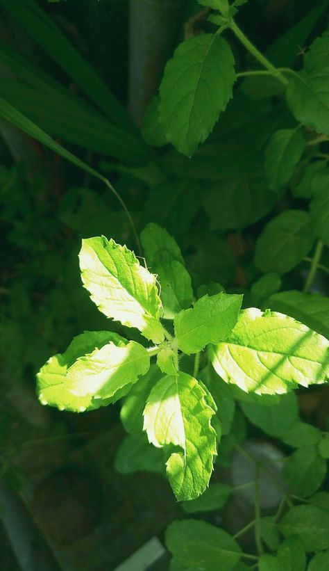 Tulsi Aesthetic, Tulsi Plant, Diwali Photography, Lemongrass Tea, Indian Paintings, Sky Aesthetic, Diwali, Background Images, Plant Leaves